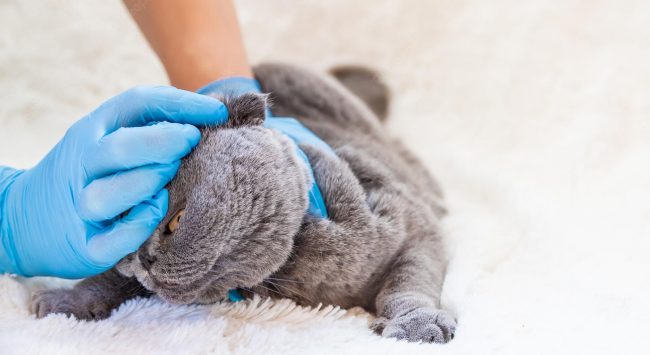 kitty-ear-mites