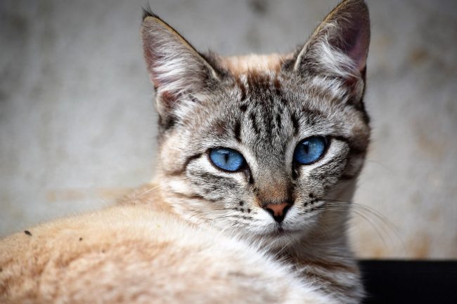 pexels-photo-12587411